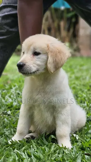 1-3 months Male Purebred Golden Retriever