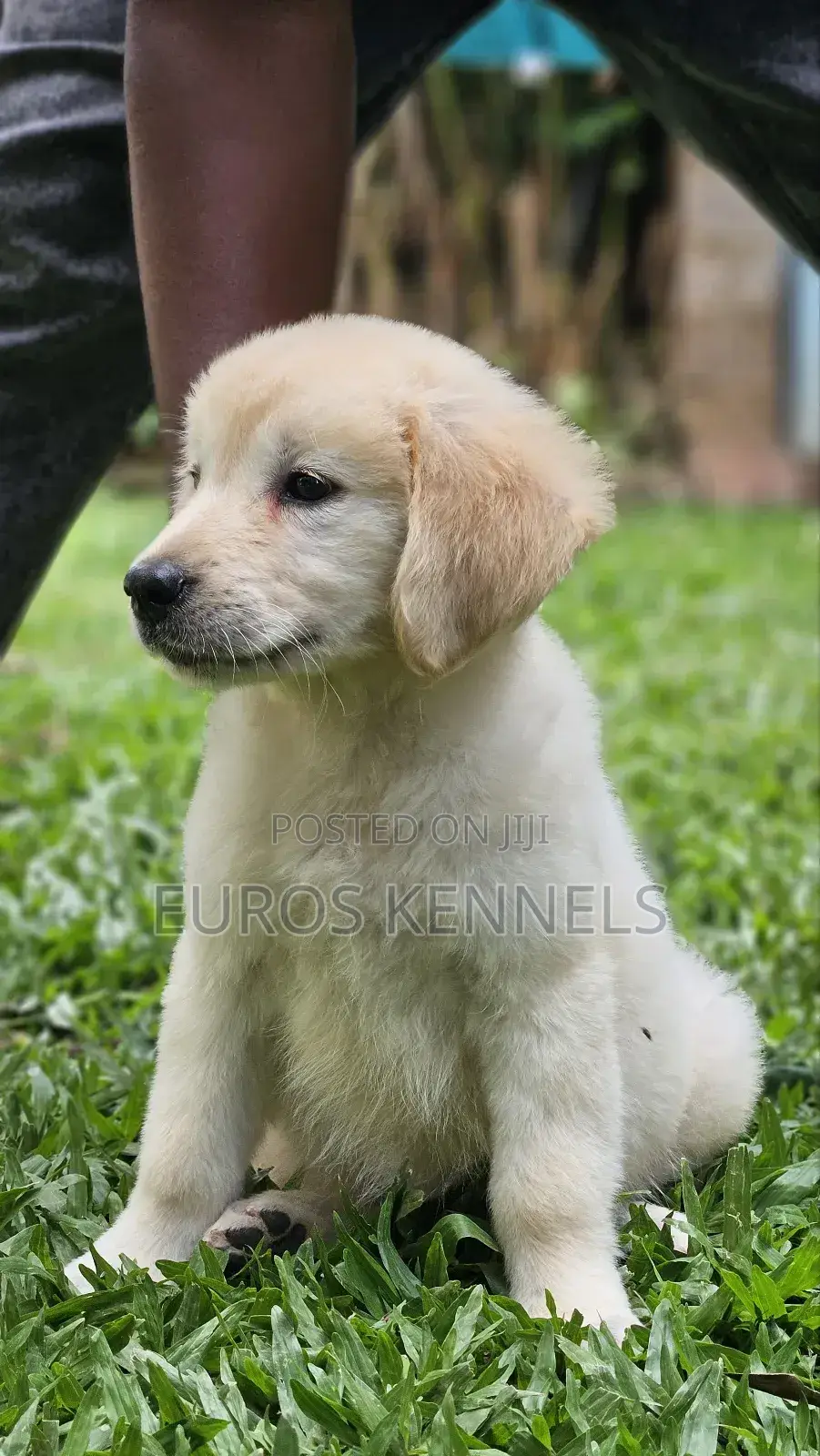 1-3 months Male Purebred Golden Retriever