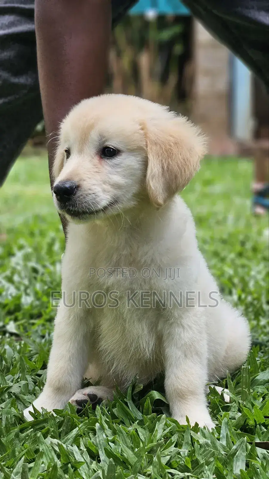 1-3 months Male Purebred Golden Retriever