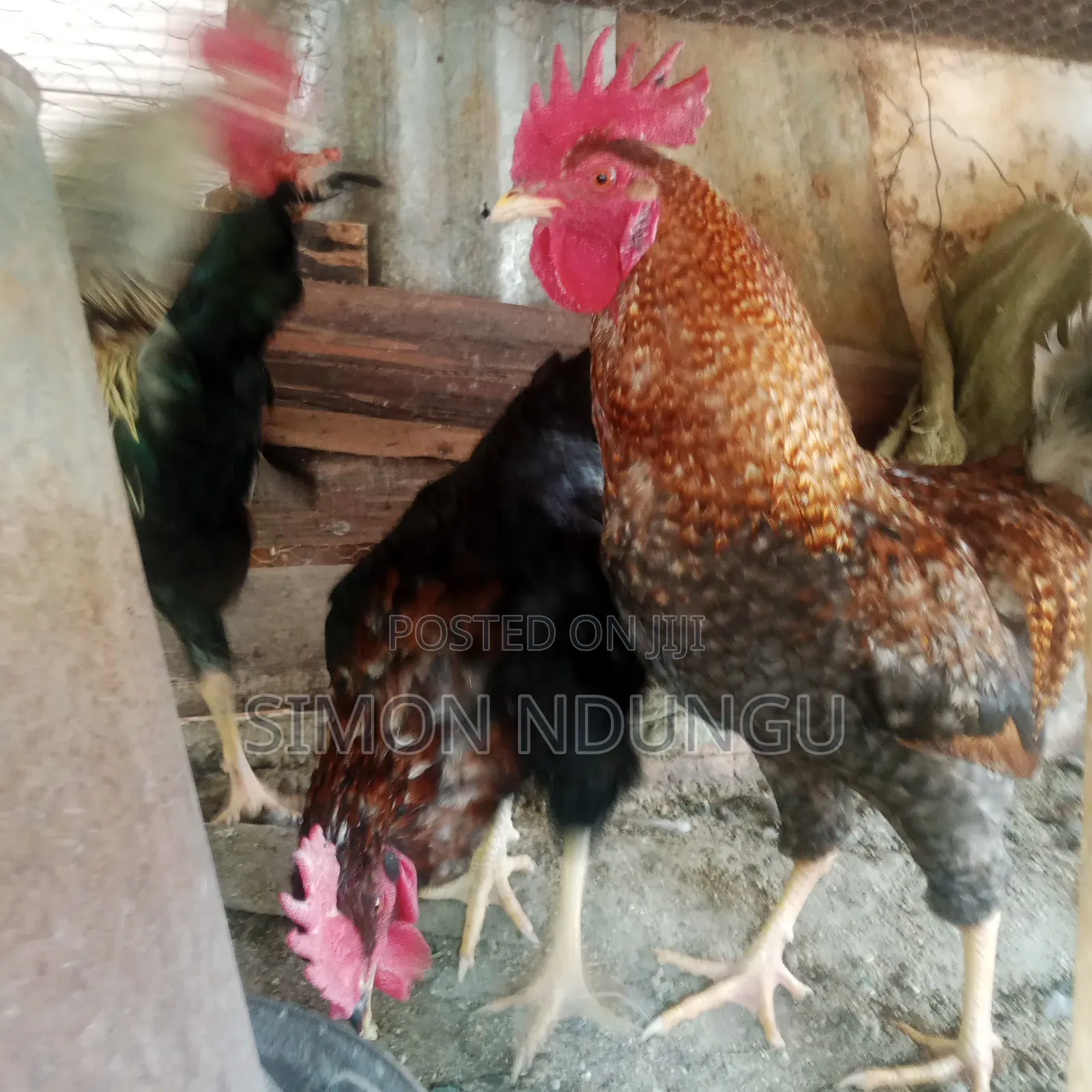 Kienyenji Chicken