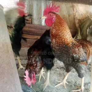 Kienyenji Chicken
