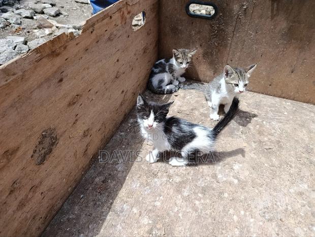 3-6 months Female Mixed Breed Tabby - thumbnail 6