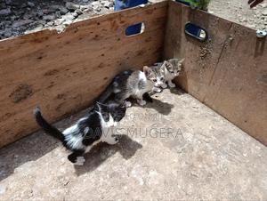 3-6 months Female Mixed Breed Tabby - thumbnail 2