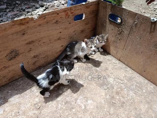 3-6 months Female Mixed Breed Tabby - main view