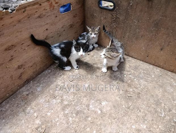 3-6 months Female Mixed Breed Tabby - thumbnail 7