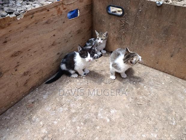 3-6 months Female Mixed Breed Tabby - thumbnail 8