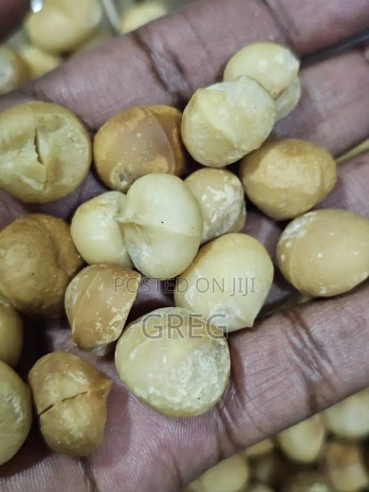 Macadamia Nuts