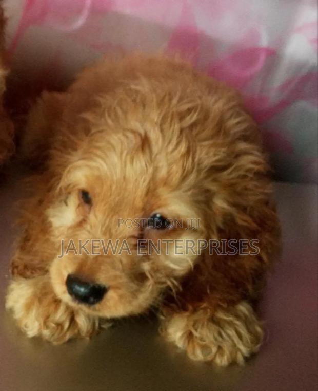 1-3 months Male Purebred Cockapoo