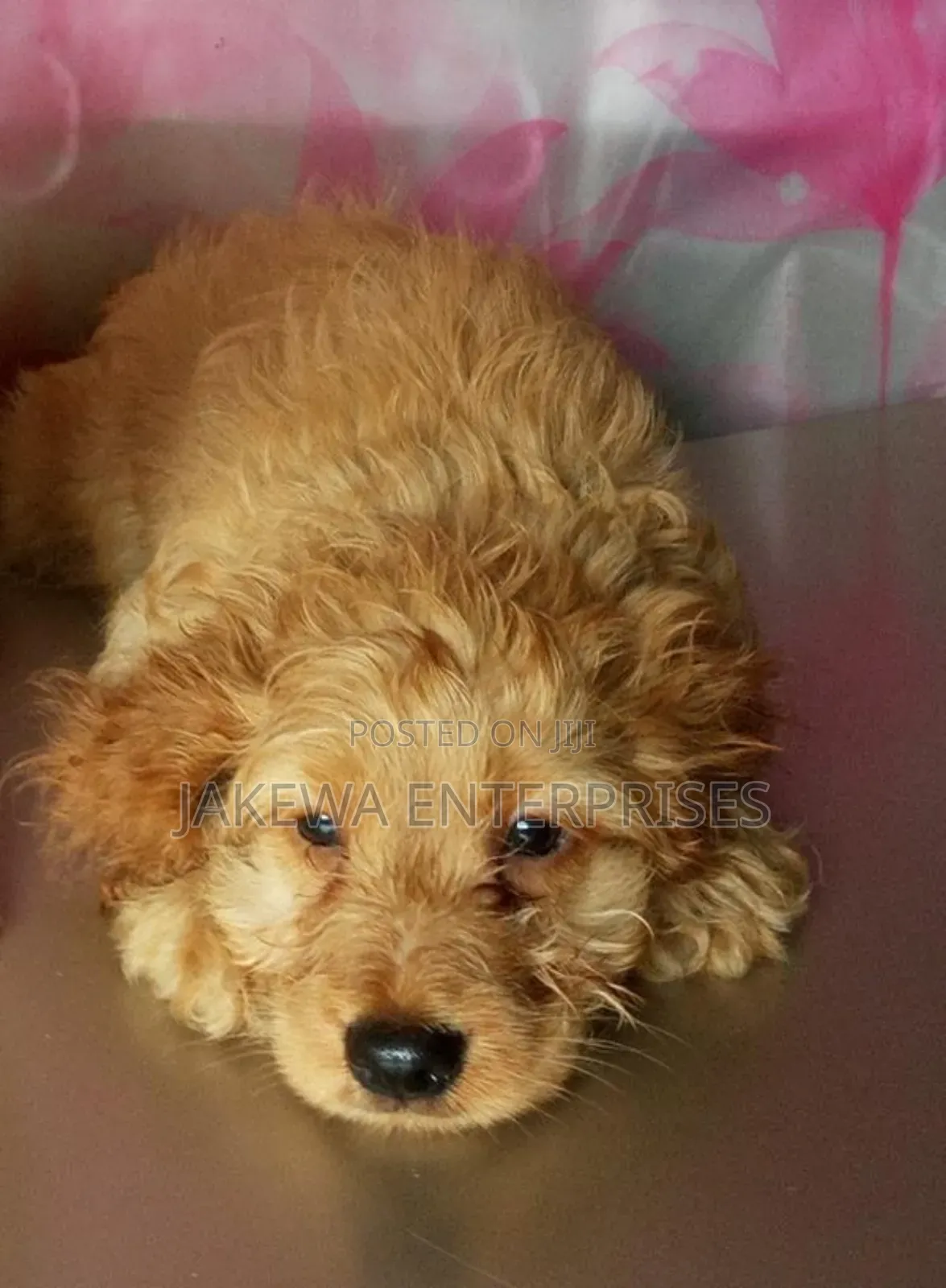 1-3 months Female Purebred Cockapoo
