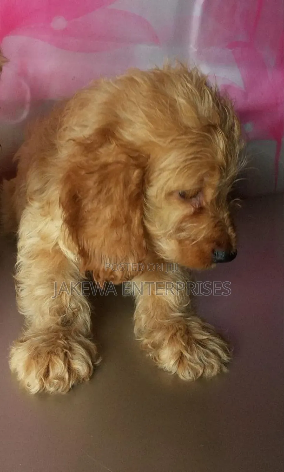 1-3 months Female Purebred Cockapoo