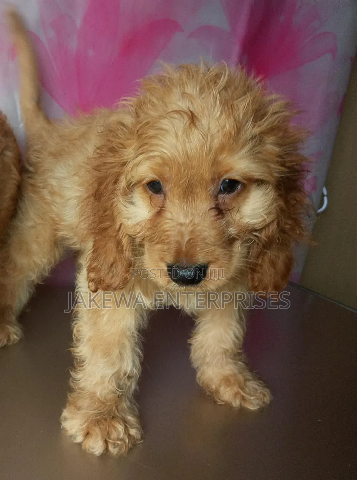 1-3 months Male Purebred Cockapoo