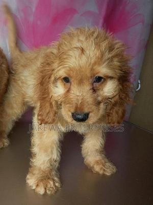 1-3 months Male Purebred Cockapoo - main view