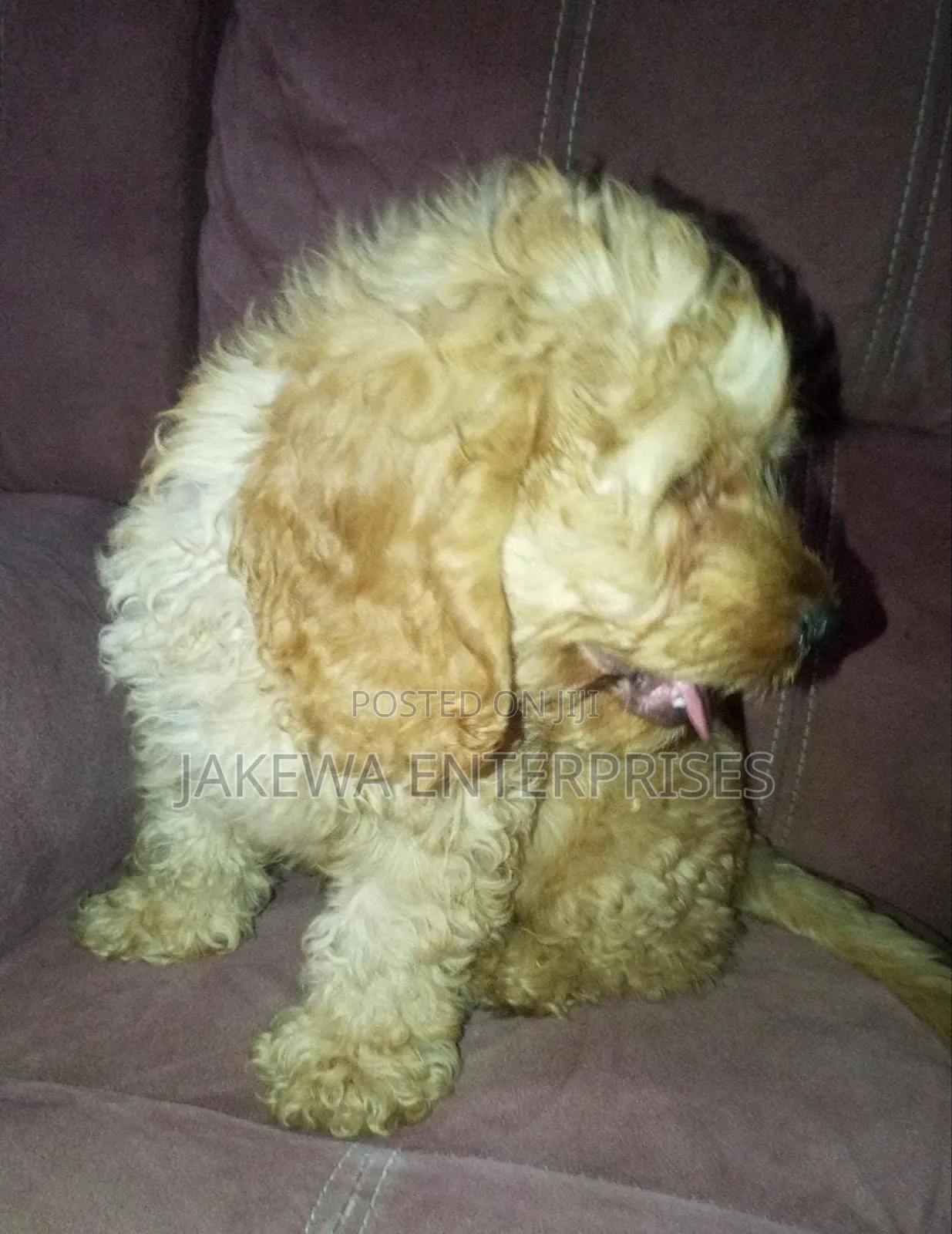 1-3 months Male Purebred Cockapoo