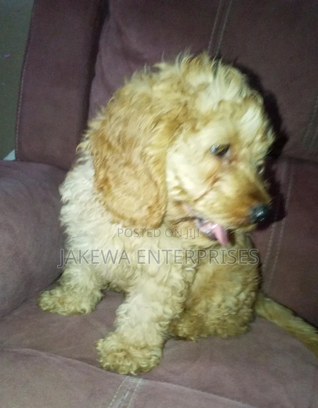 1-3 months Female Purebred Cockapoo