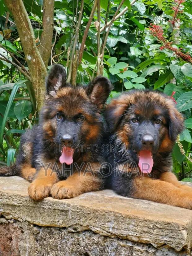 1-3 months Male Purebred German Shepherd