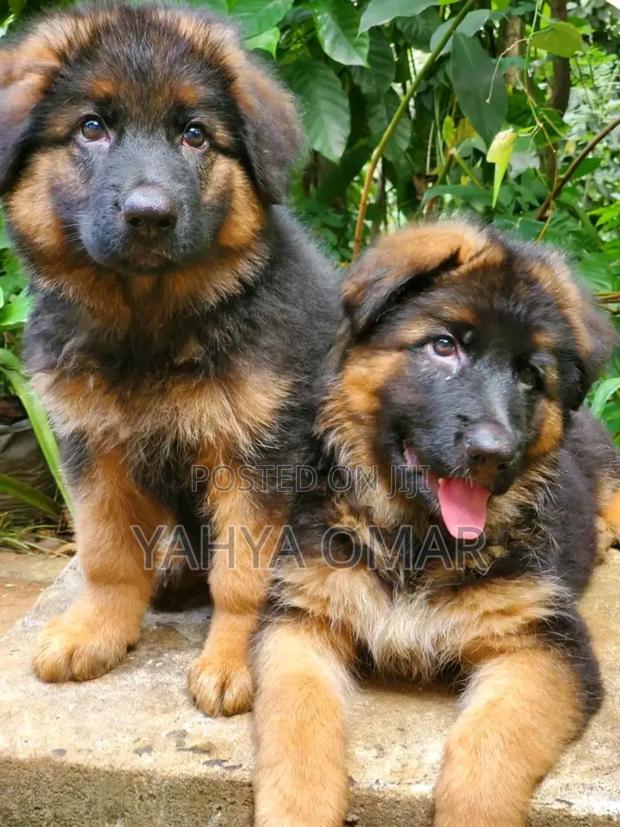 1-3 months Male Purebred German Shepherd - thumbnail 2