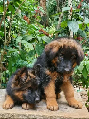 1-3 months Male Purebred German Shepherd