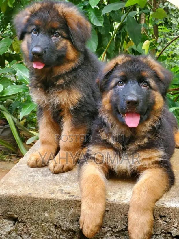 1-3 months Male Purebred German Shepherd - thumbnail 4