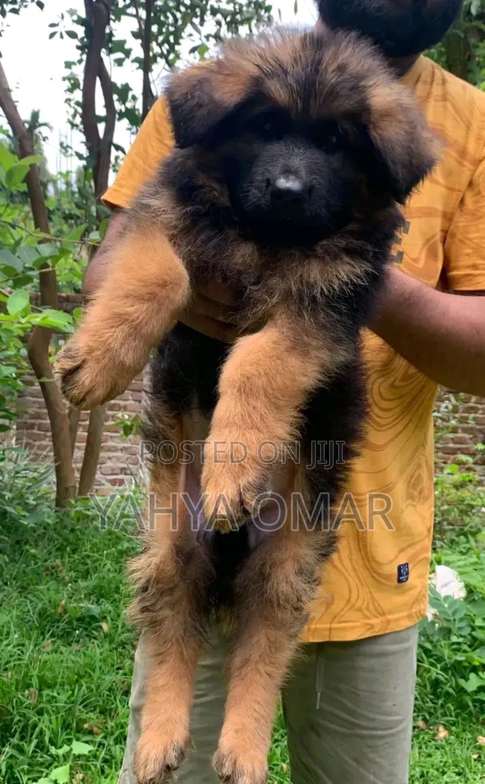 1-3 months Female Purebred German Shepherd
