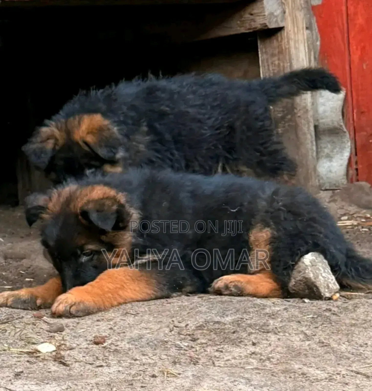 1-3 months Female Purebred German Shepherd