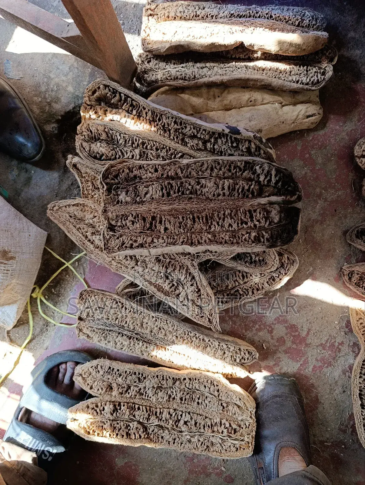 The Sausage Tree (Kigelia Africana) Dried Treated Fruits- Large Size