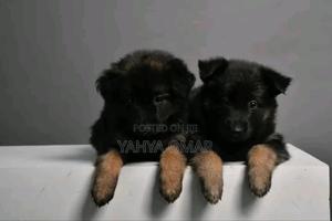 1-3 months Male Purebred German Shepherd - thumbnail 2