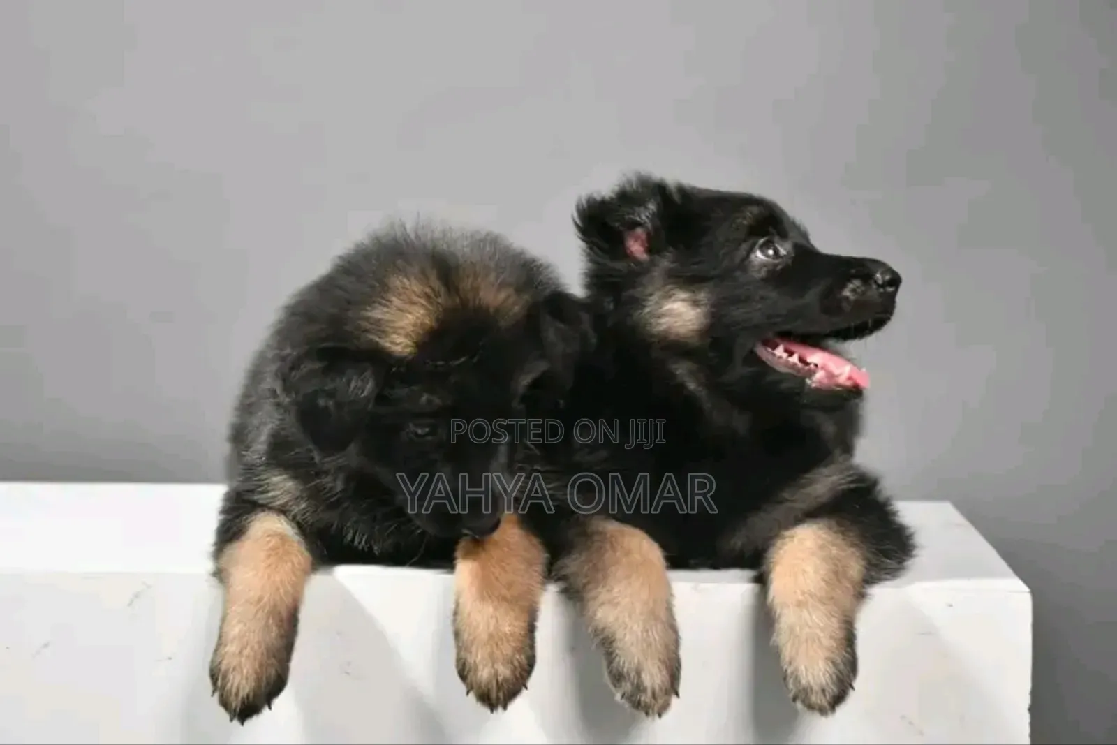 1-3 months Male Purebred German Shepherd