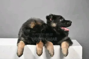 1-3 months Male Purebred German Shepherd