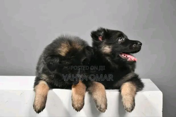 1-3 months Male Purebred German Shepherd - thumbnail 3