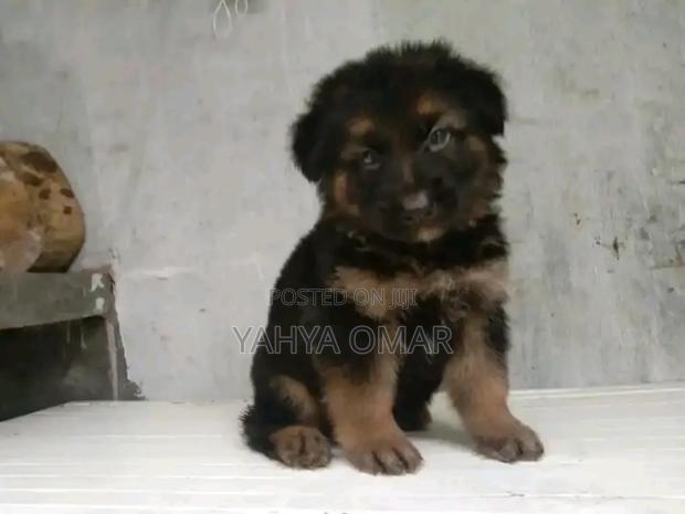 1-3 months Female Purebred German Shepherd - thumbnail 2