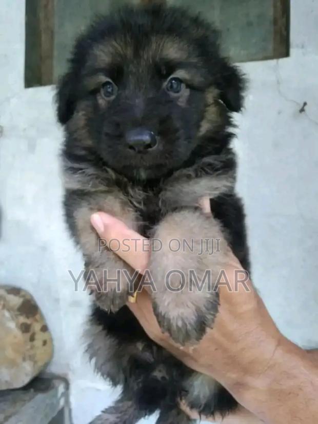 1-3 months Female Purebred German Shepherd - thumbnail 3