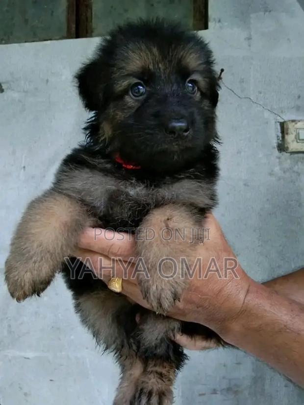 1-3 months Female Purebred German Shepherd - thumbnail 5