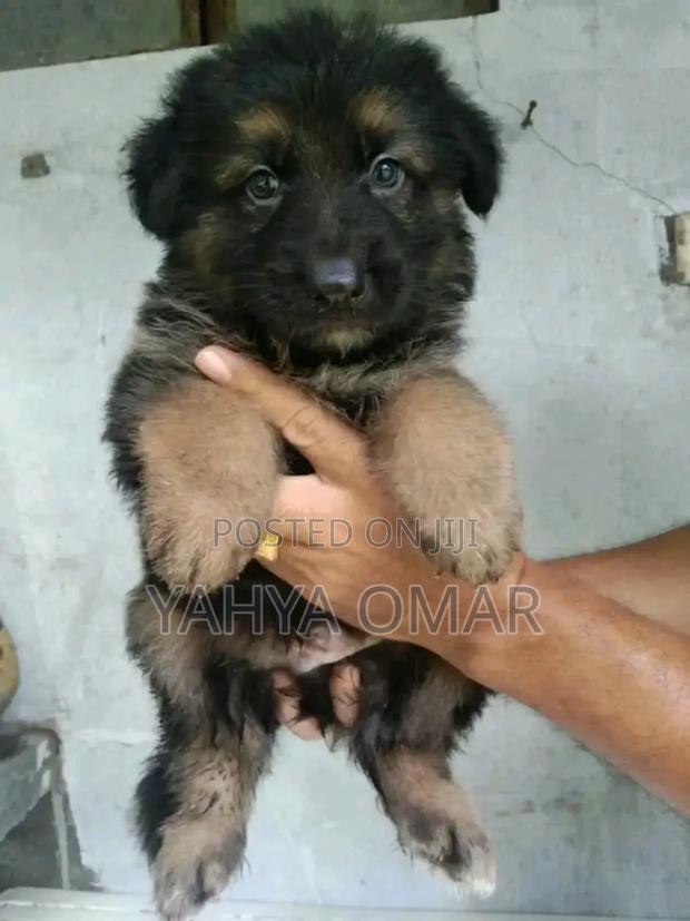 1-3 months Female Purebred German Shepherd - thumbnail 6