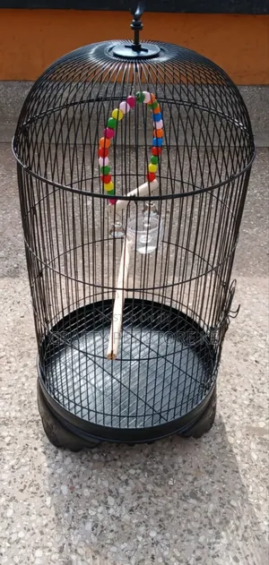 Bird Cages