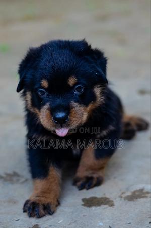 1-3 months Male Purebred Rottweiler - thumbnail 2