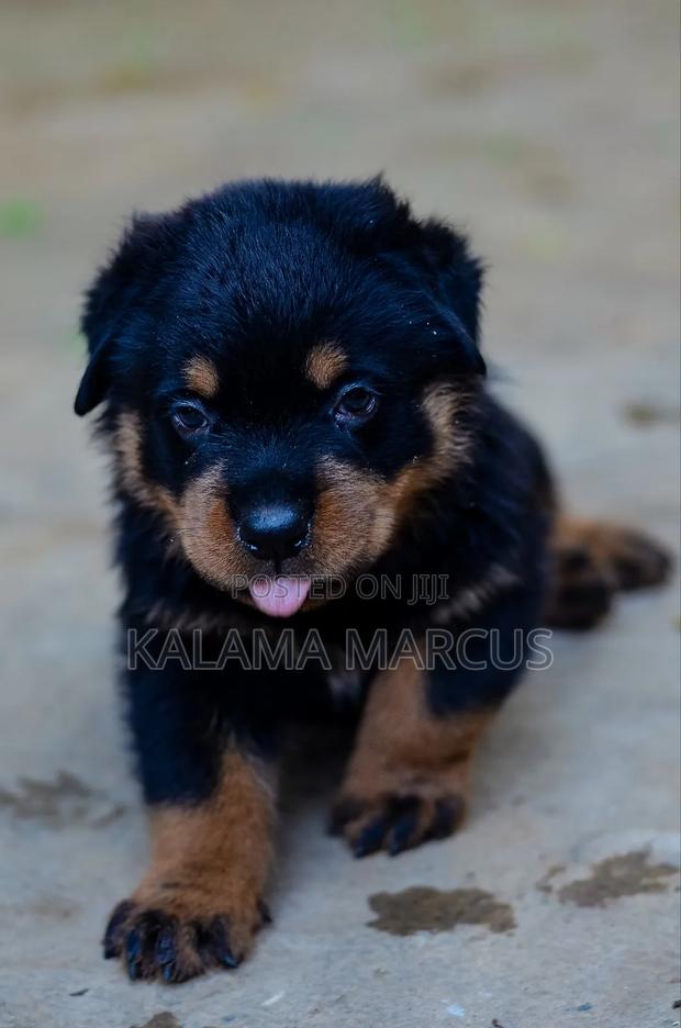 1-3 months Male Purebred Rottweiler - main view