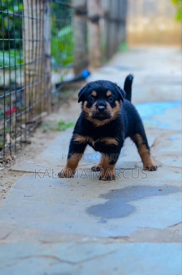 1-3 months Male Purebred Rottweiler - thumbnail 3