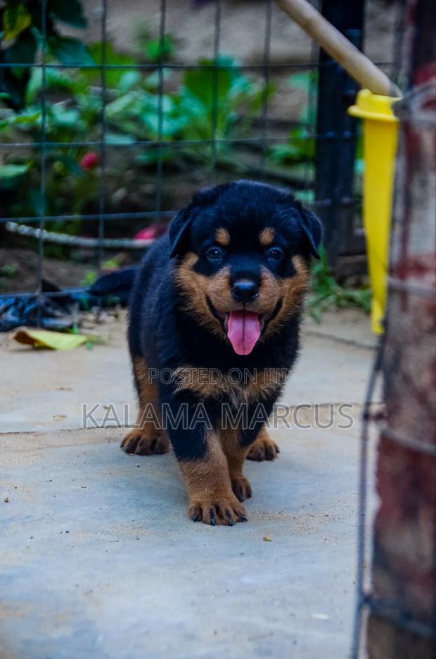 1-3 months Male Purebred Rottweiler - thumbnail 4