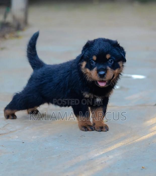 1-3 months Male Purebred Rottweiler - thumbnail 5