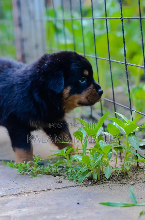 1-3 months Male Purebred Rottweiler - thumbnail 6