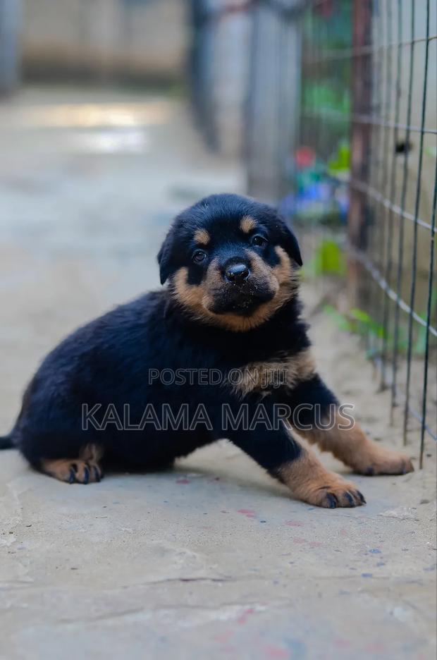 1-3 months Male Purebred Rottweiler - thumbnail 7