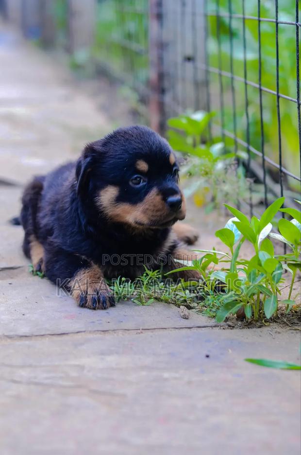 1-3 months Male Purebred Rottweiler - thumbnail 8