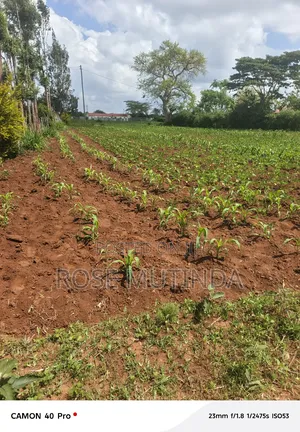 100 by 100 at Kwamutula