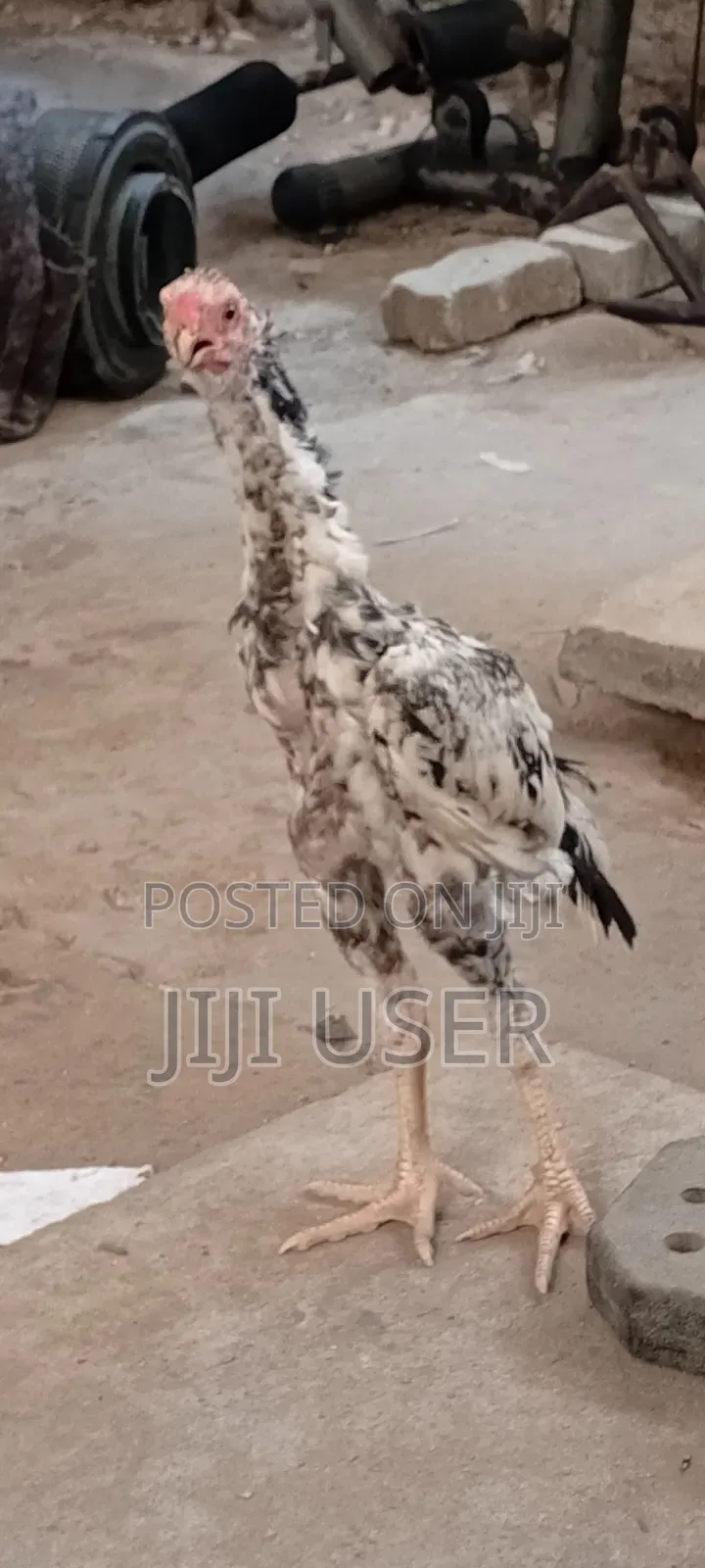 Kuchi Chicken Aseel