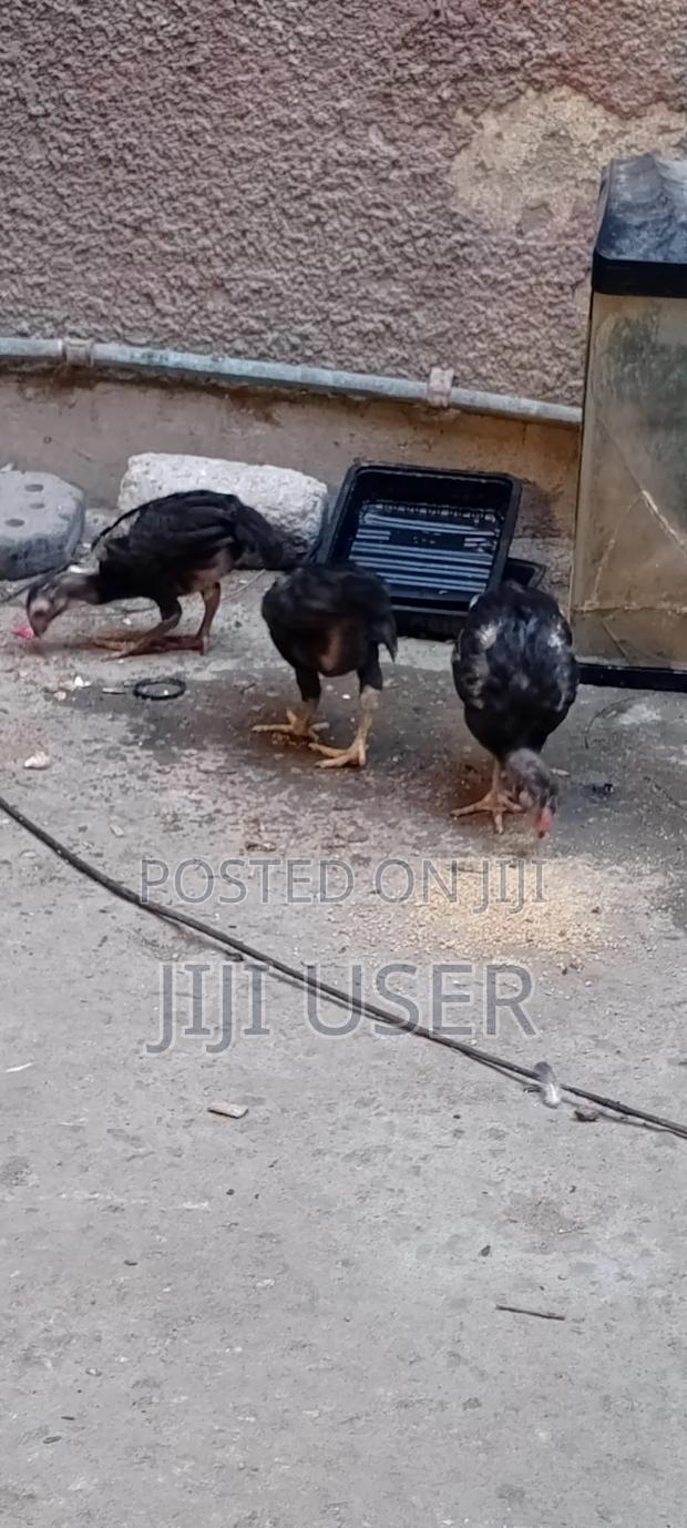 Kuchi Chicken Aseel - thumbnail 3
