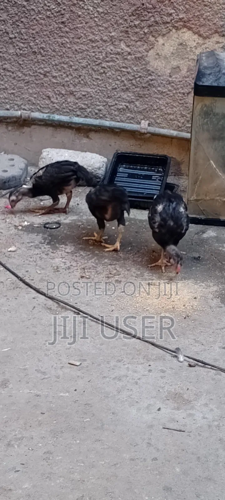 Kuchi Chicken Aseel