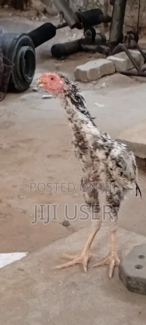 Kuchi Chicken Aseel
