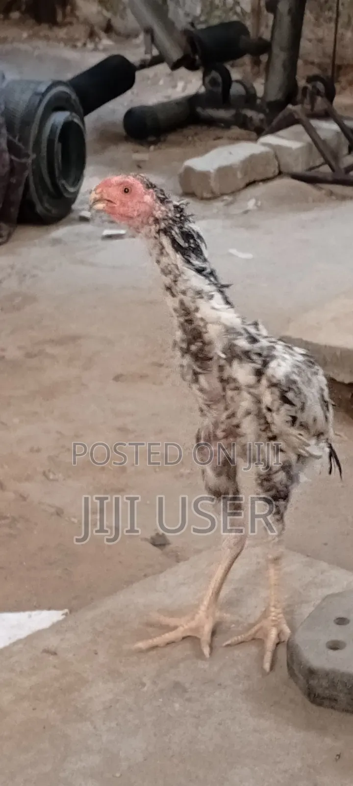 Kuchi Chicken Aseel