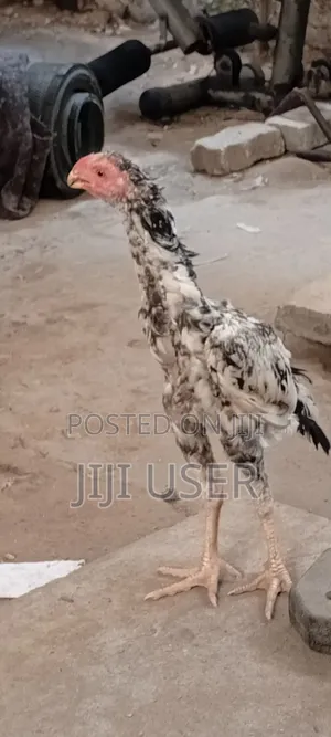 Kuchi Chicken Aseel