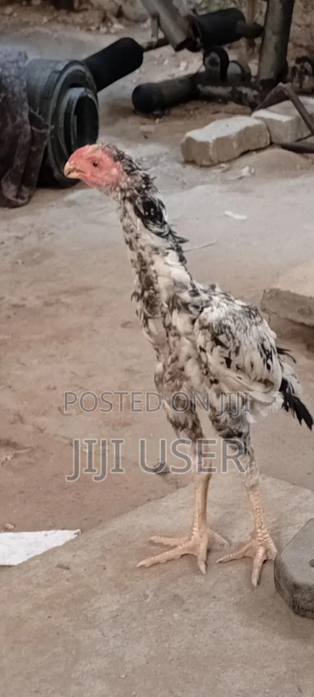 Kuchi Chicken Aseel - thumbnail 5